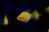 Golden Balloon Rams - RARE Cichlid Rams Short Body